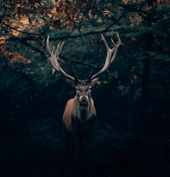 Wildlife photography